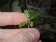 Vincetoxicum woollsii