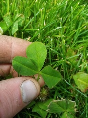 Trifolium michelianum