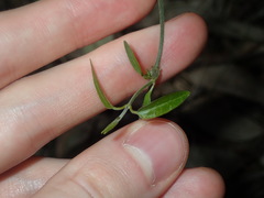 Vincetoxicum woollsii