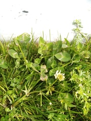 Trifolium michelianum