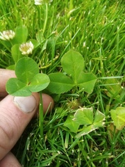 Trifolium michelianum