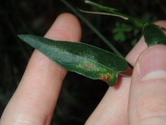 Vincetoxicum woollsii