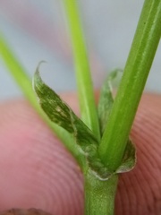 Trifolium michelianum