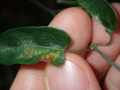 Vincetoxicum woollsii