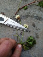 Trifolium michelianum