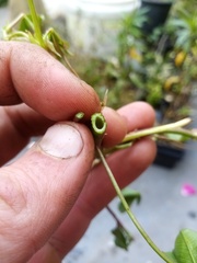 Trifolium michelianum