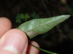 Vincetoxicum woollsii