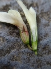 Trifolium michelianum