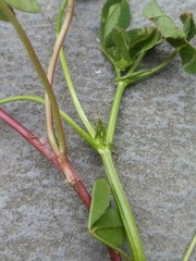 Trifolium michelianum