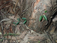 Vincetoxicum woollsii