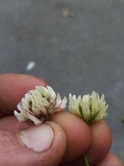 Trifolium michelianum