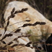 Tetraria bromoides - Photo (c) Tony Rebelo, algunos derechos reservados (CC BY-SA), subido por Tony Rebelo