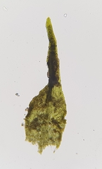 Dicranella staphylina