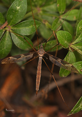 Acutipula