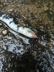 Amphisbaena fuliginosa