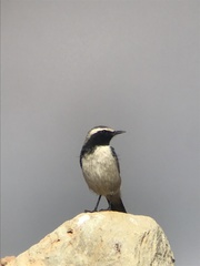 Oenanthe moesta