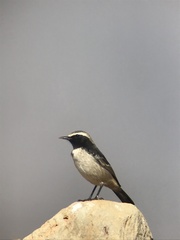 Oenanthe moesta
