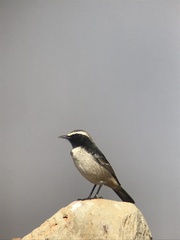 Oenanthe moesta