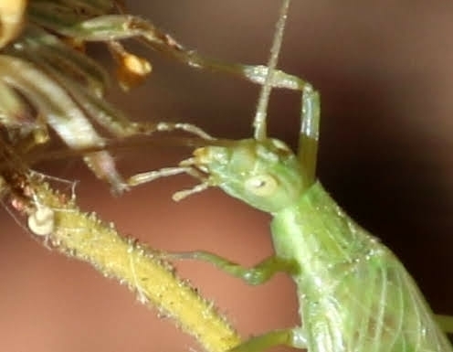 Common Tree Crickets from Sedona, AZ 86336, USA on November 15, 2021 at ...