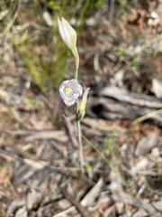 Thelymitra pallidiflora