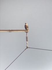 Buteo rufinus cirtensis