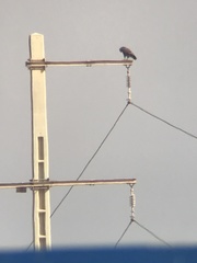 Buteo rufinus cirtensis