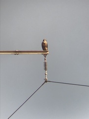 Buteo rufinus cirtensis