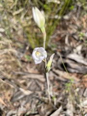 Thelymitra pallidiflora