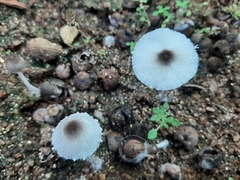 Leucocoprinus brebissonii