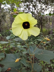 Azanza lampas