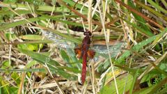 Erythrodiplax ines