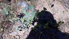 Abutilon trisulcatum