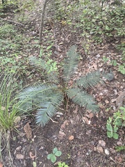 Cycas siamensis
