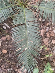 Cycas siamensis