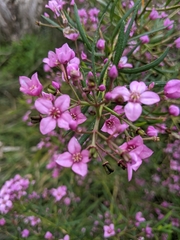 Boronia denticulata