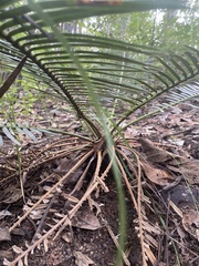 Cycas siamensis