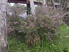 Boronia denticulata