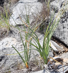 Albuca glandulosa