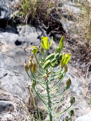 Albuca glandulosa