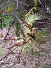 Eucalyptus cornuta