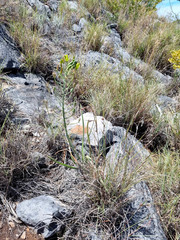 Albuca glandulosa