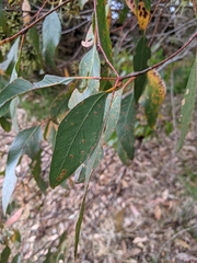 Eucalyptus cornuta