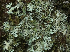 Hypotrachyna lichen