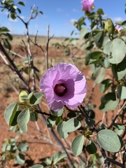 Gossypium sturtianum