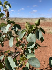 Gossypium sturtianum