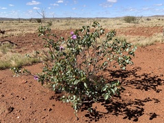 Gossypium sturtianum