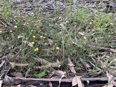 Leptorhynchos nitidulus