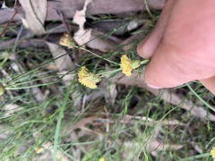 Leptorhynchos nitidulus