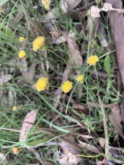 Leptorhynchos nitidulus