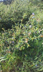 Ceanothus foliosus foliosus